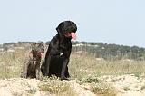 CANE CORSO 210